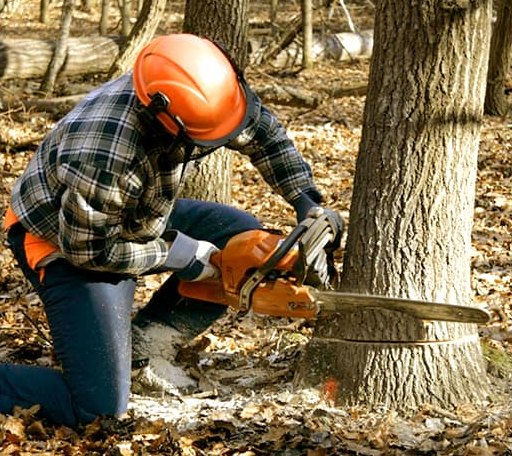 Tree Removal in Greenfield, MA